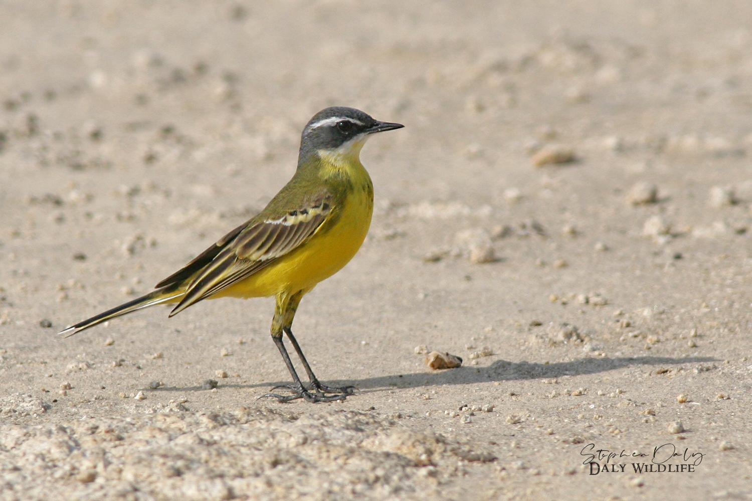 Western Yellow Wagtail Photo by Stephen Daly
