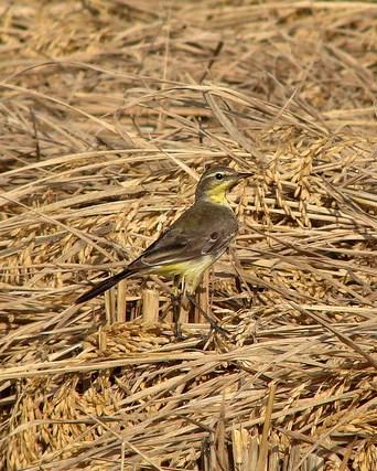 Western Yellow Wagtail Photo by Sean Fitzgerald