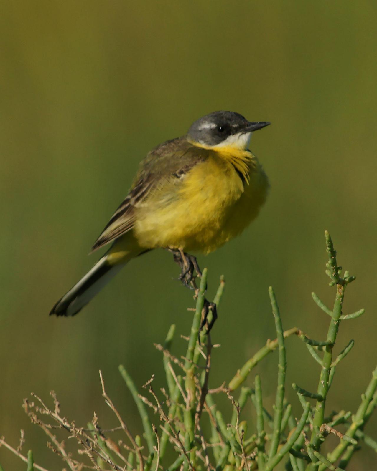 Western Yellow Wagtail (flava/beema) Photo by Steve Percival
