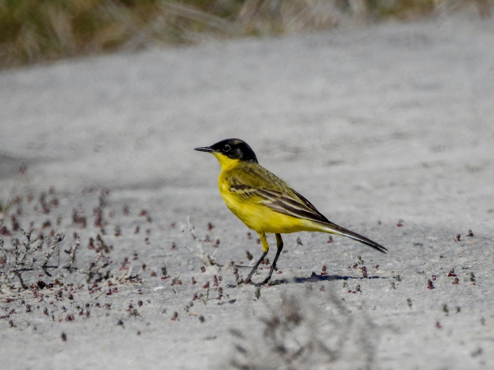 Western Yellow Wagtail (feldegg) Photo by African Googre