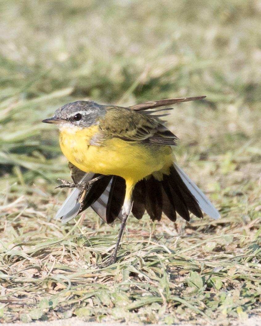 Eastern Yellow Wagtail Photo by Robert Lewis