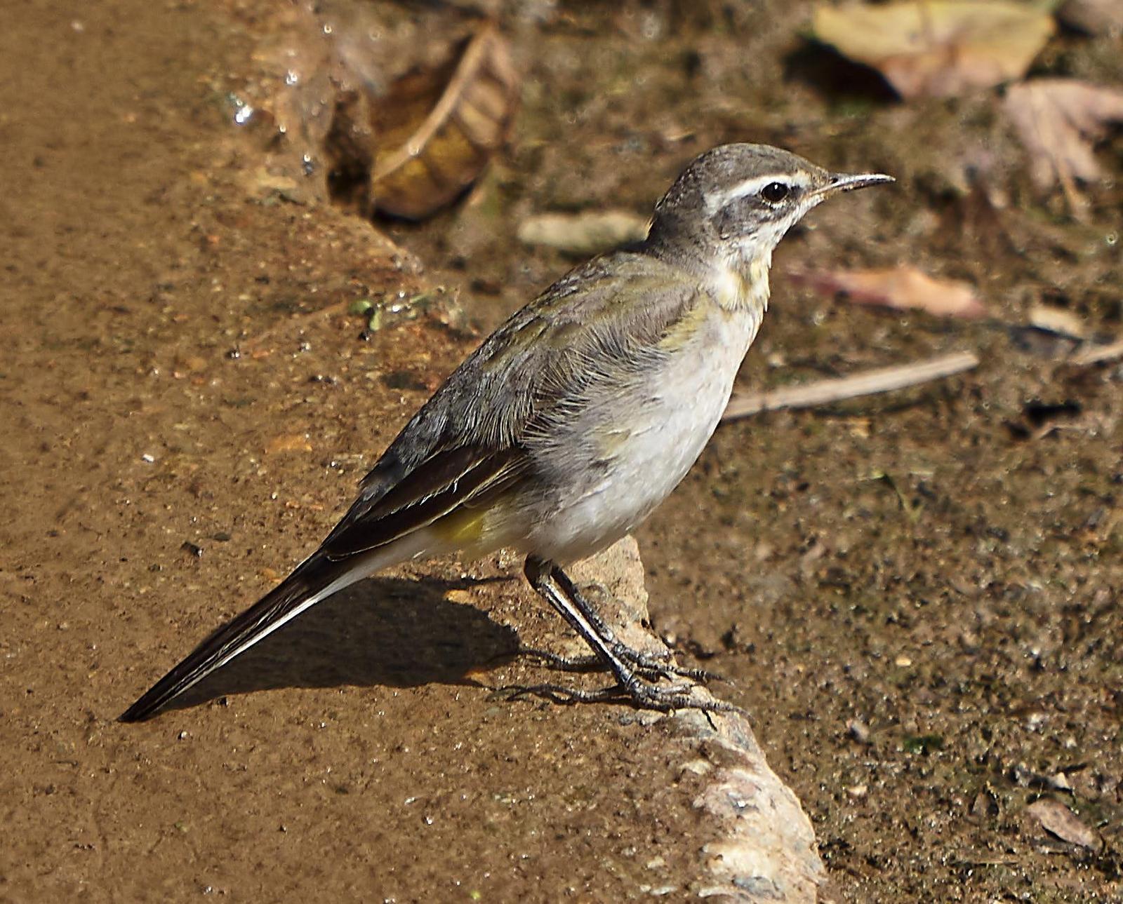 Eastern Yellow Wagtail Photo by Steven Cheong