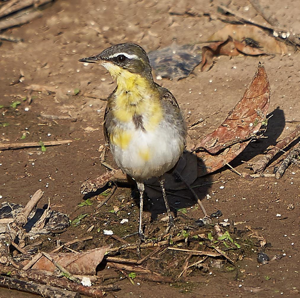 Eastern Yellow Wagtail Photo by Steven Cheong
