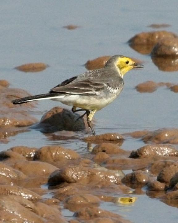 Citrine Wagtail Photo by Peter Ericsson