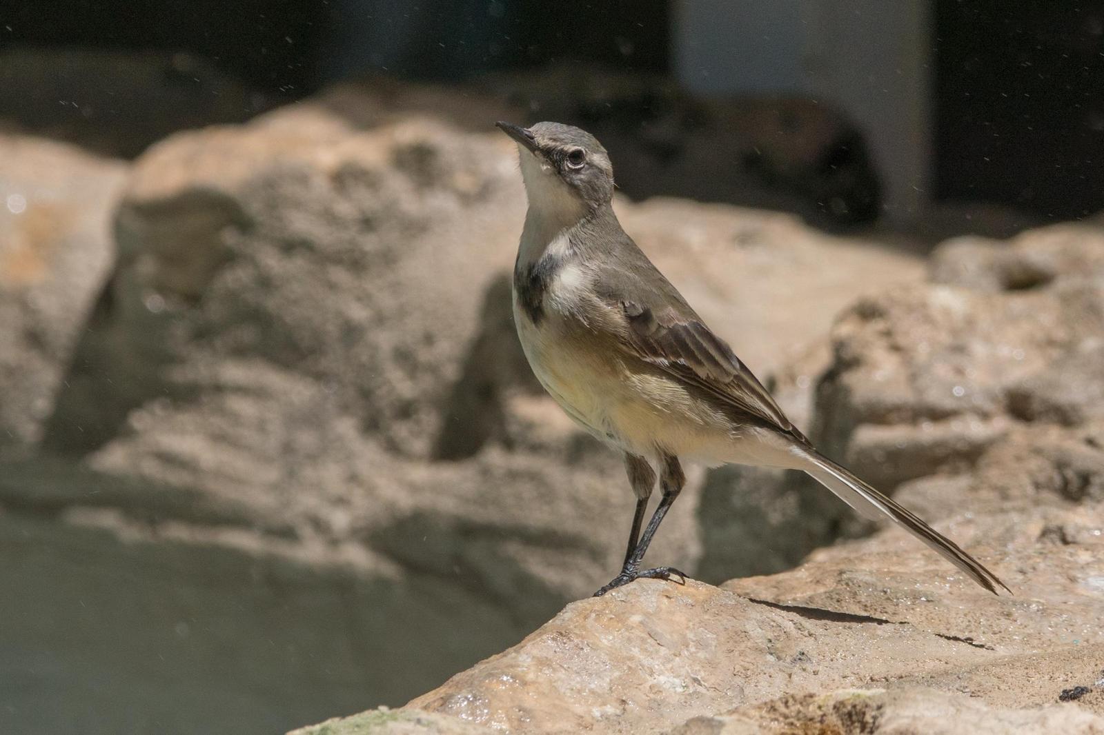 Cape Wagtail Photo by Gerald Hoekstra
