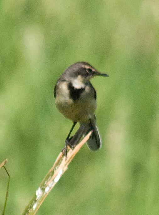 Cape Wagtail Photo by Carol Foil