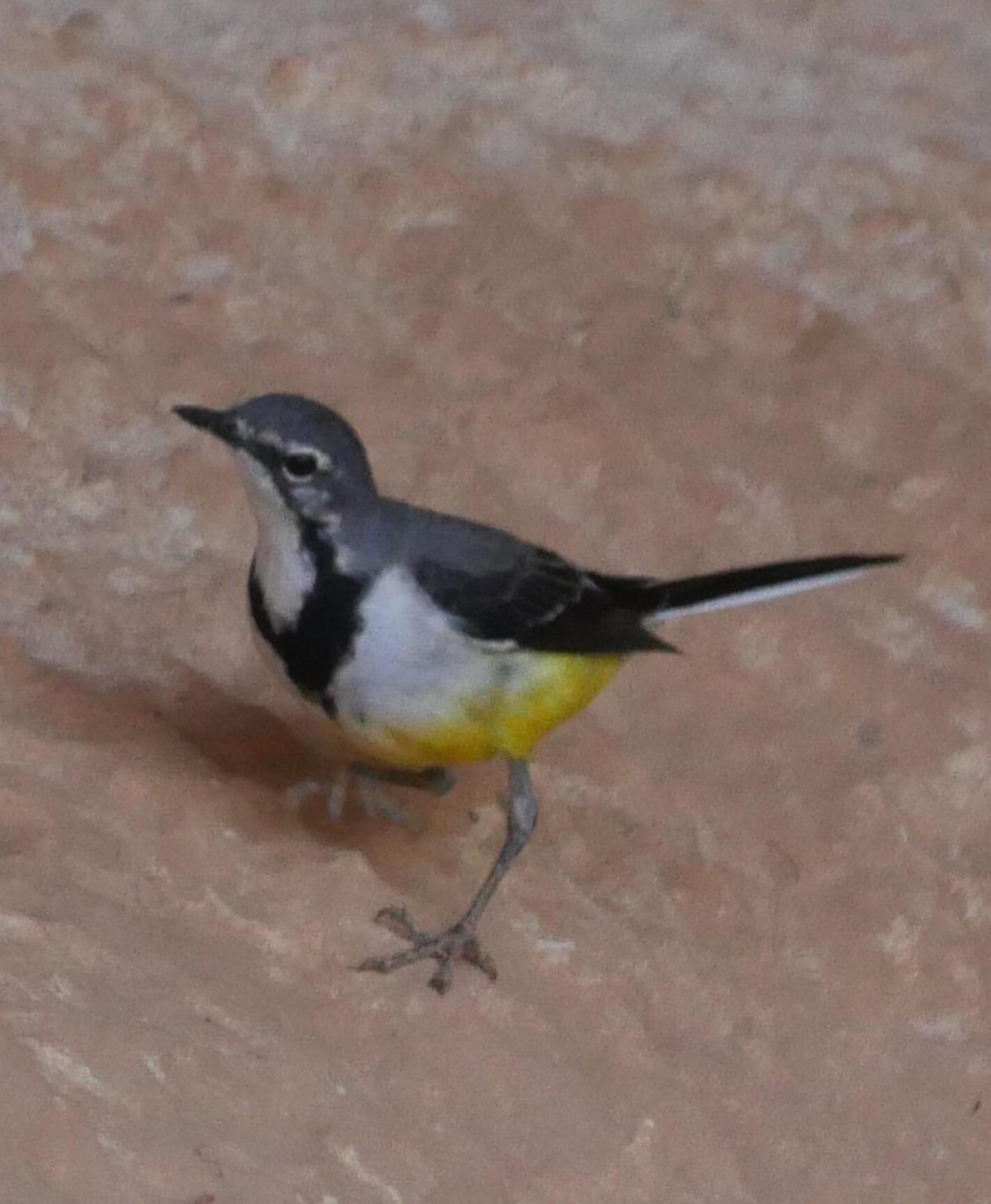Madagascar Wagtail Photo by Peter Lowe