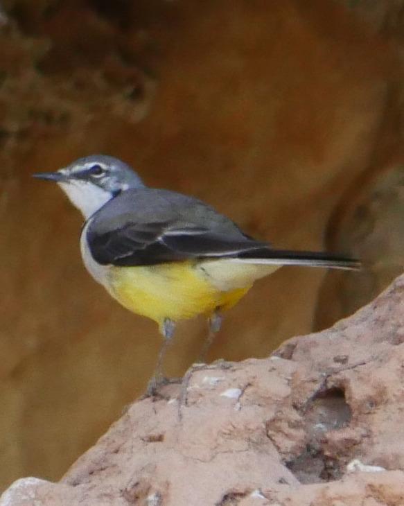 Madagascar Wagtail Photo by Peter Lowe