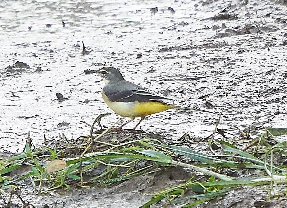 Gray Wagtail Photo by Steven Cheong