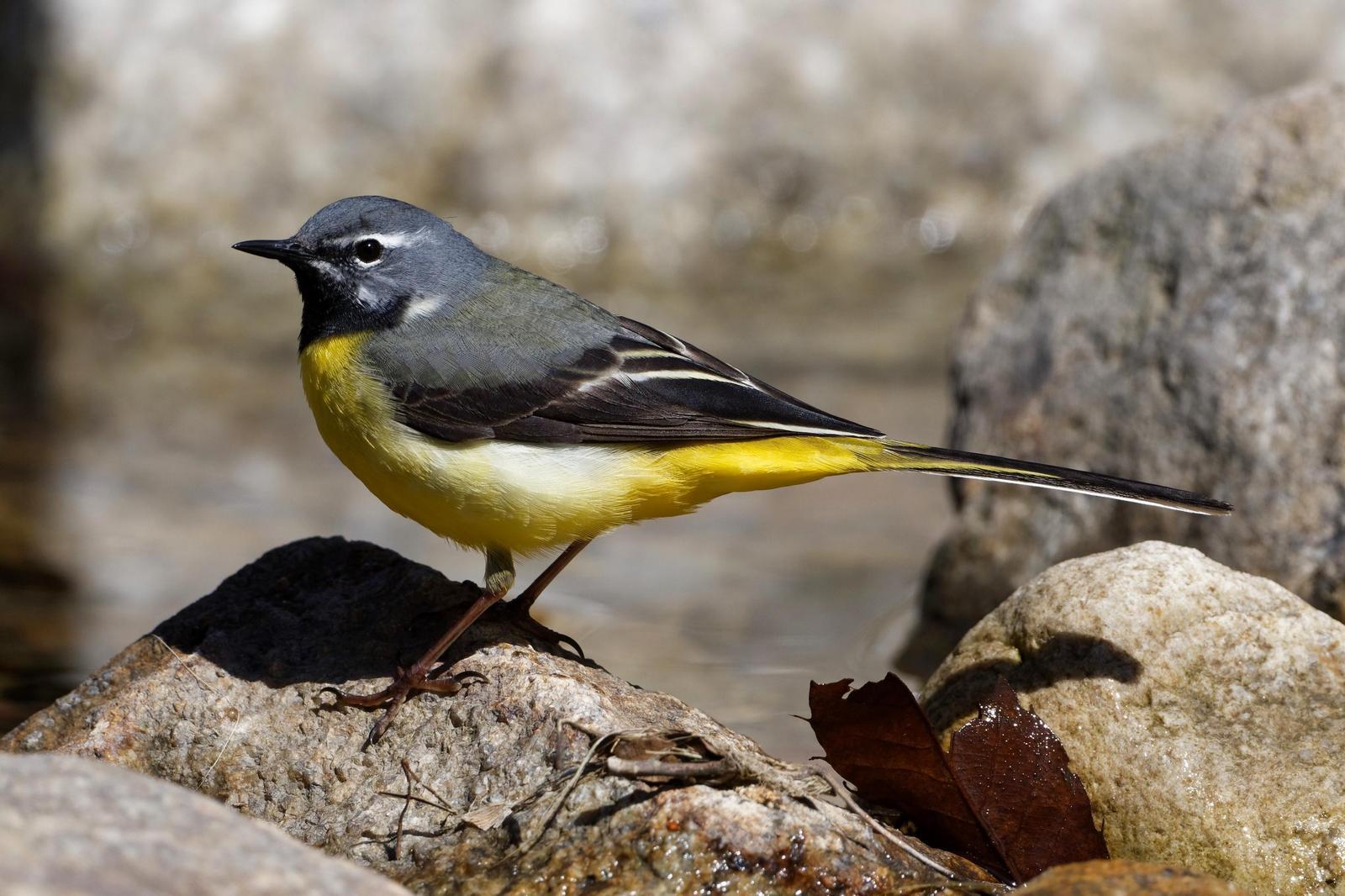 Gray Wagtail Photo by Robert Cousins