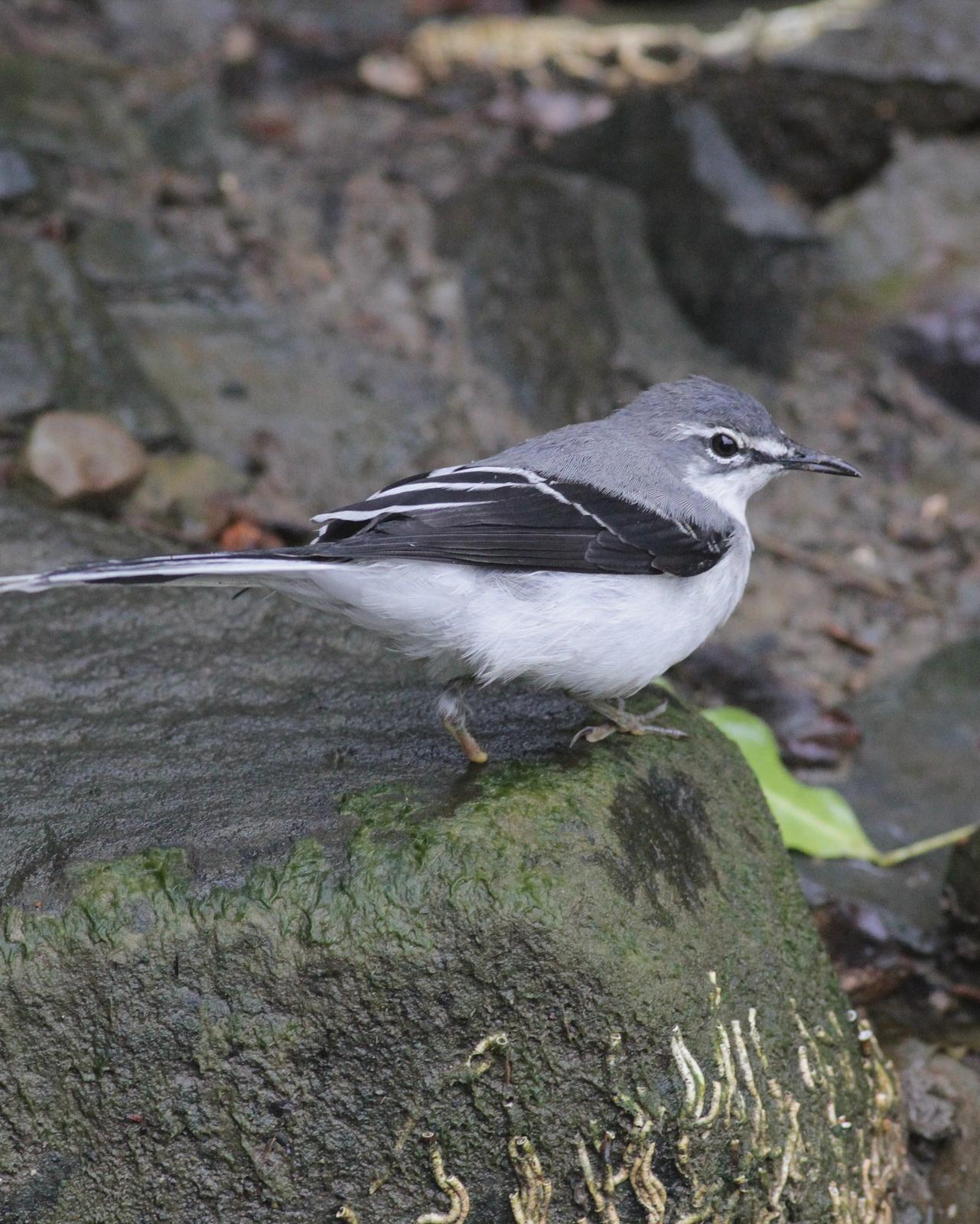 Mountain Wagtail Photo by Alex Lamoreaux