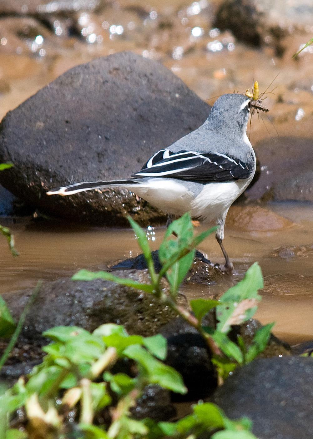 Mountain Wagtail Photo by Carol Foil
