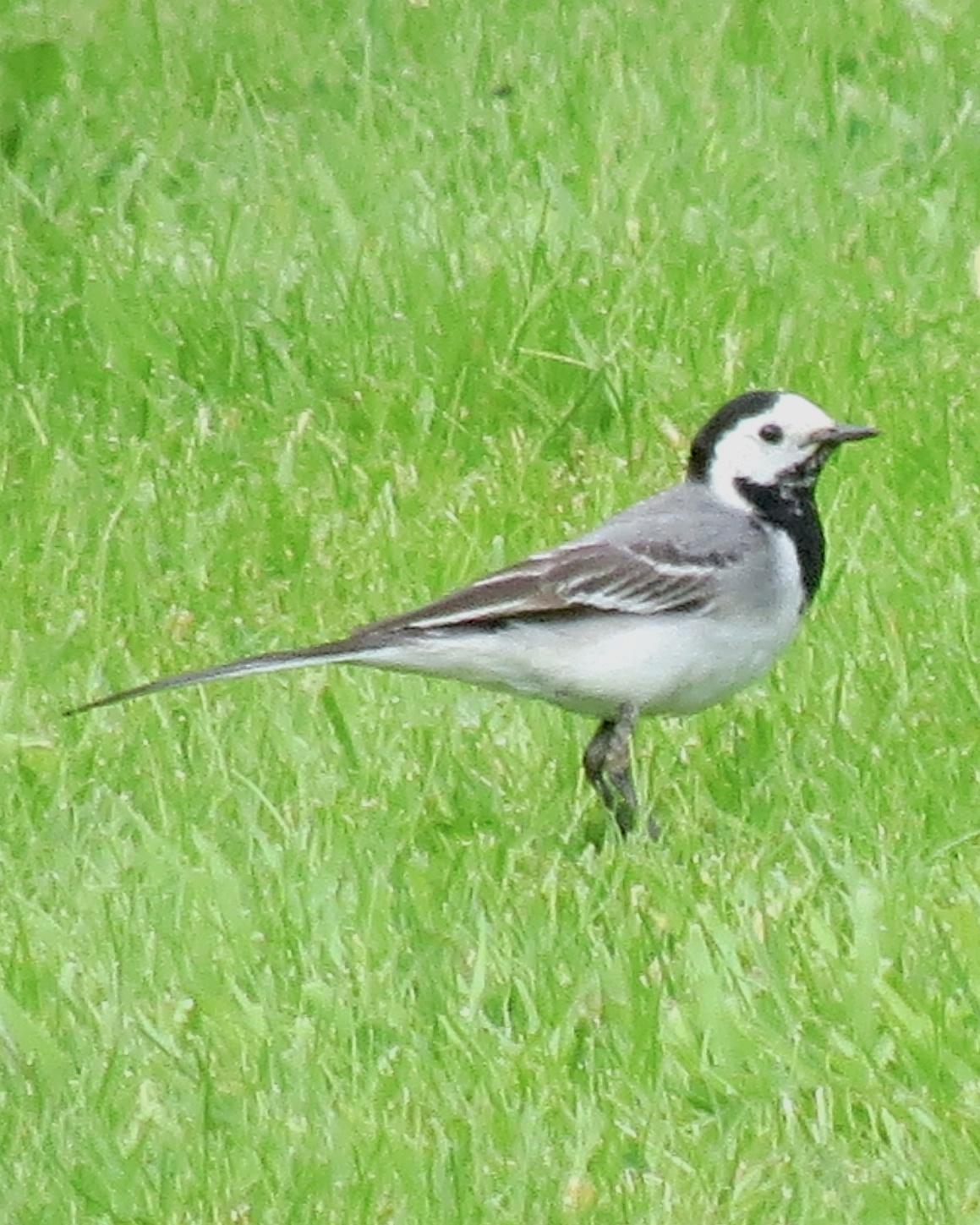 White Wagtail Photo by Robin Barker