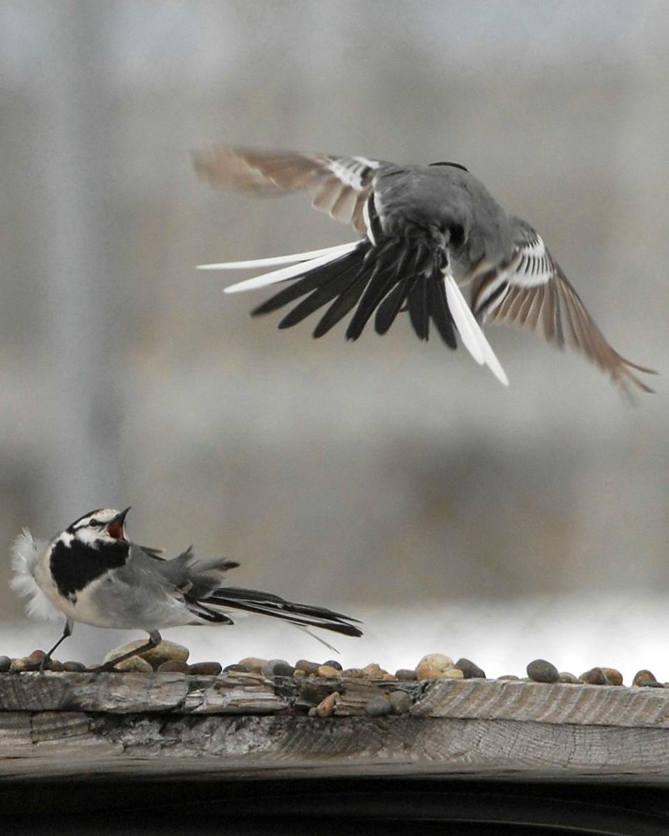 White Wagtail Photo by David Hollie