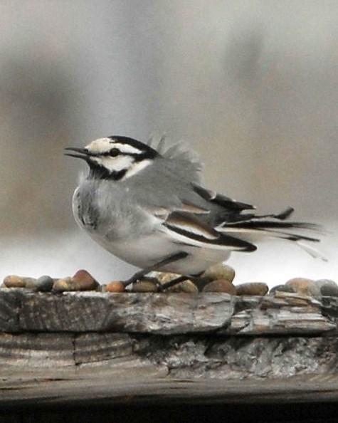 White Wagtail Photo by David Hollie