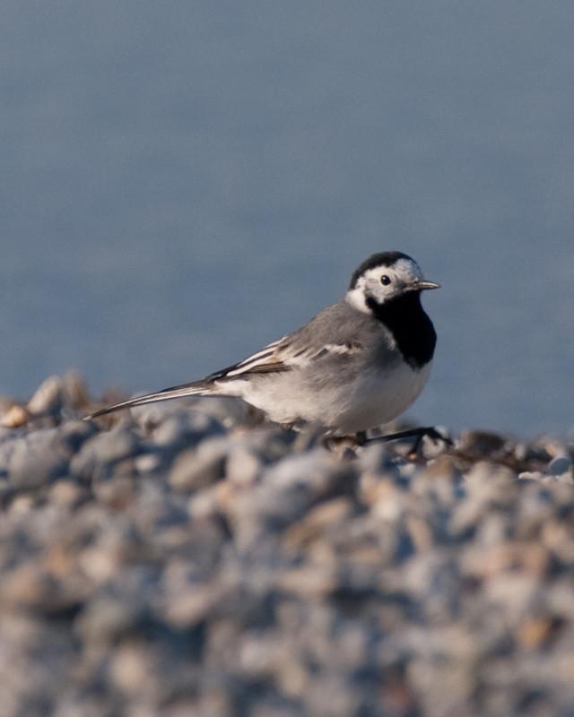 White Wagtail Photo by Natalie Raeber