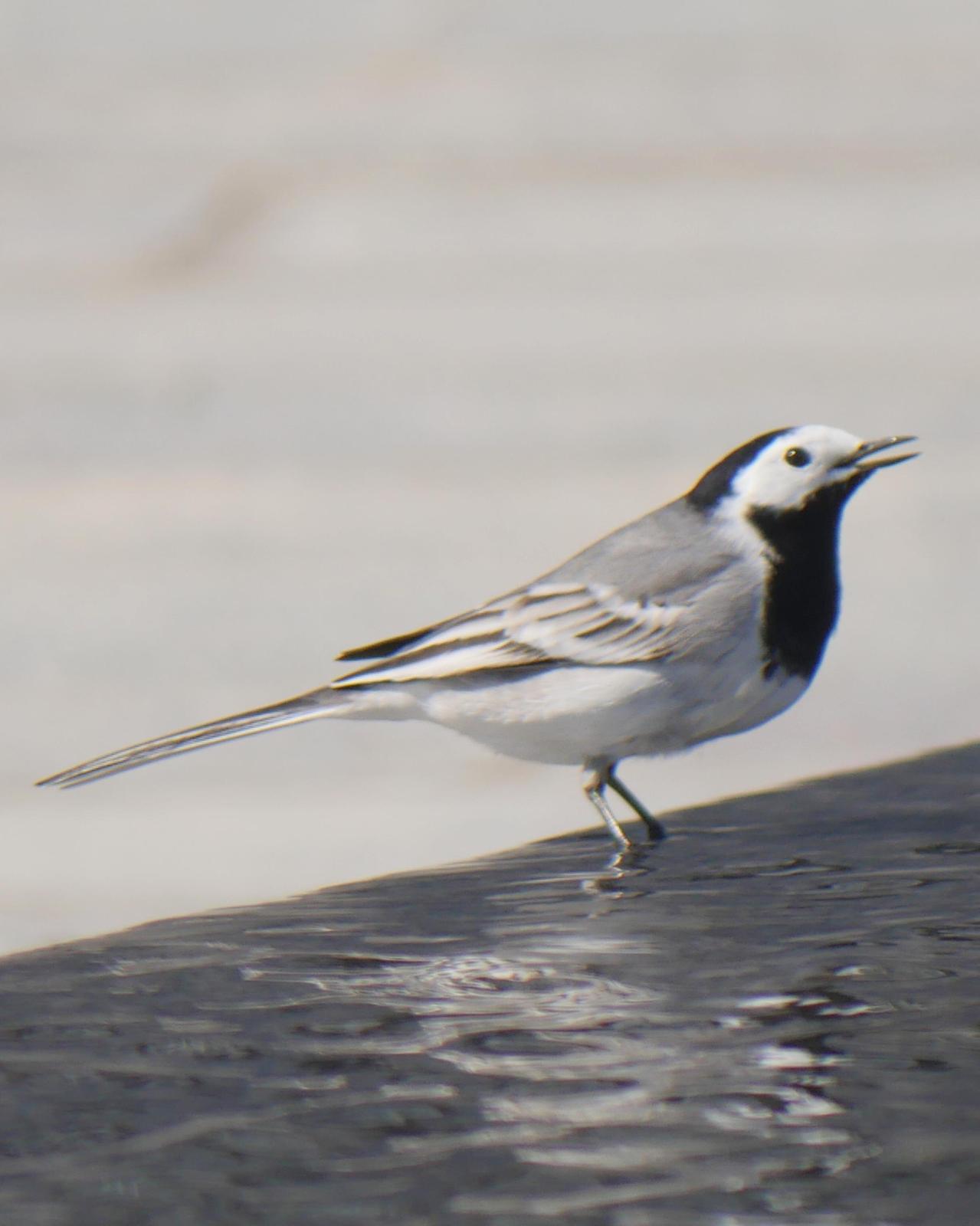 White Wagtail Photo by Peter Lowe
