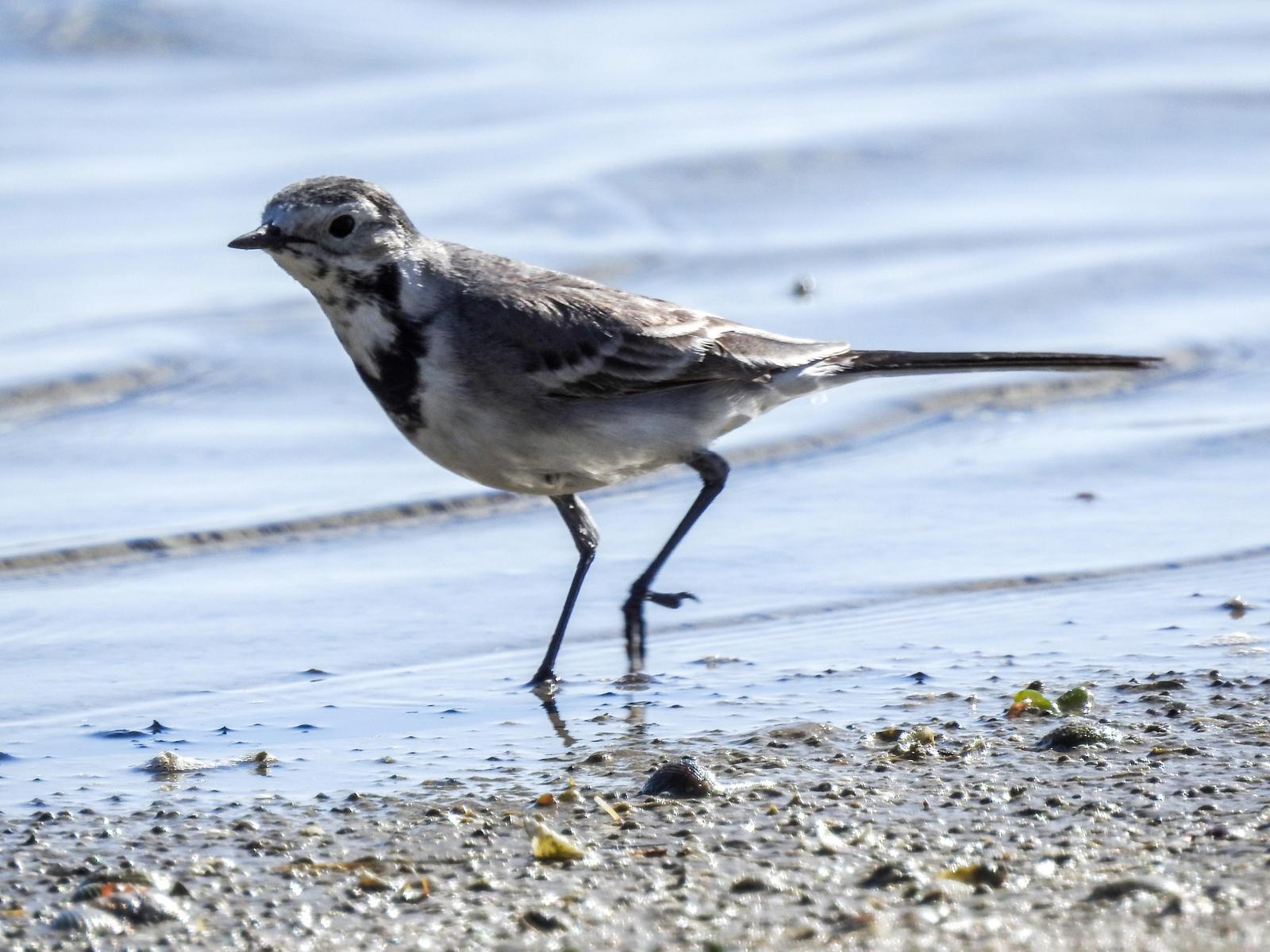 White Wagtail Photo by African Googre