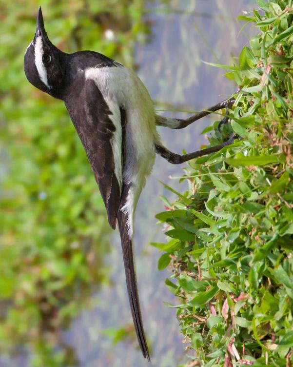 White-browed Wagtail Photo by Mike Barth