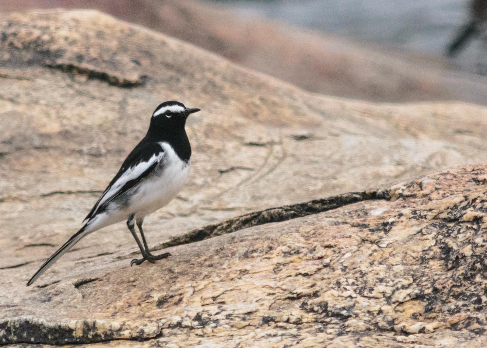 White-browed Wagtail Photo by Keshava Mysore