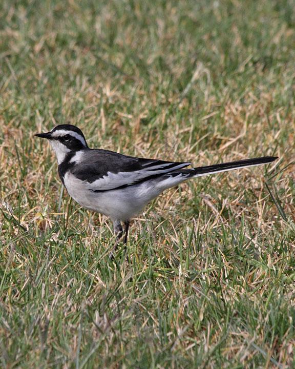 African Pied Wagtail Photo by Jack Jeffrey