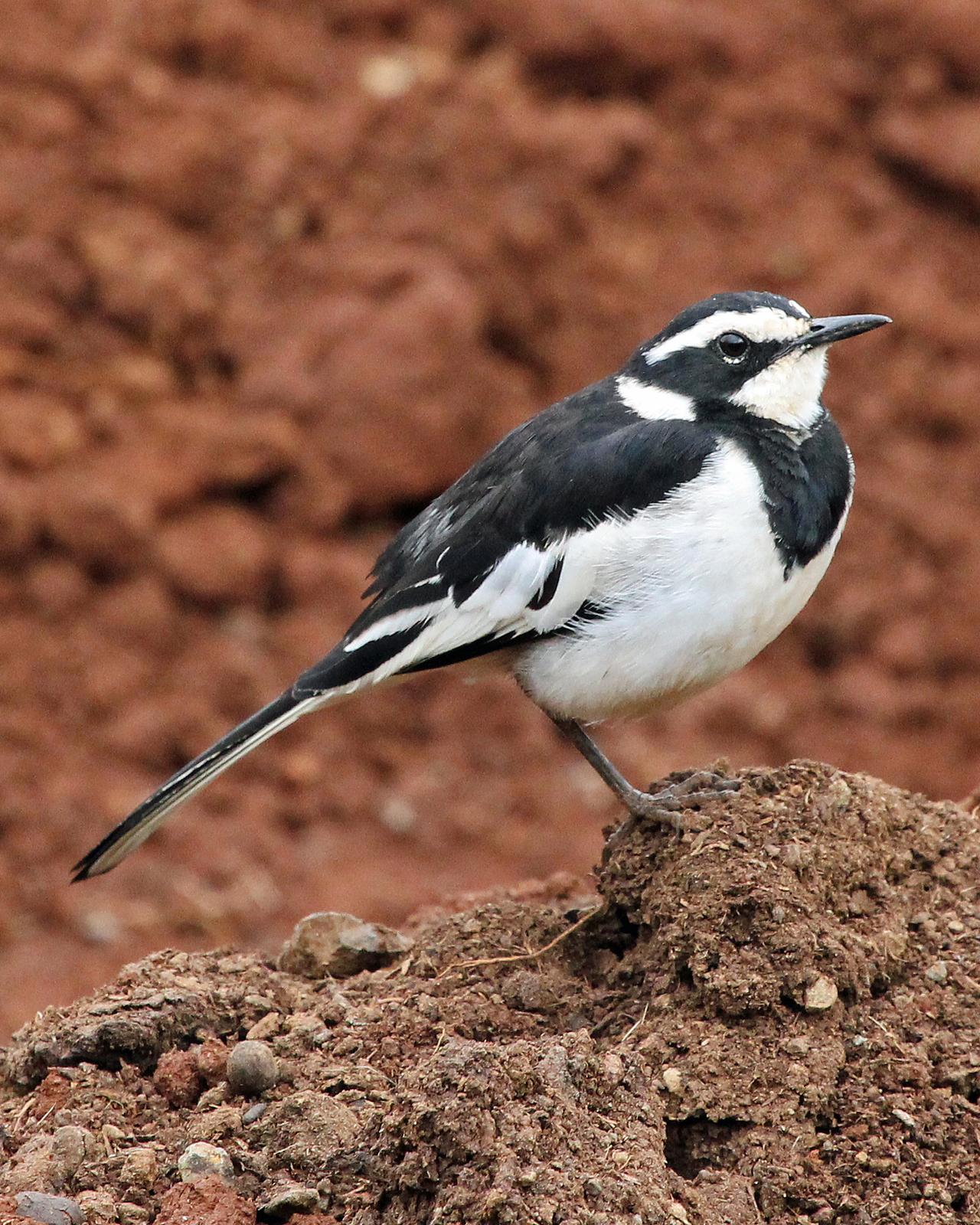 African Pied Wagtail Photo by Robert Polkinghorn