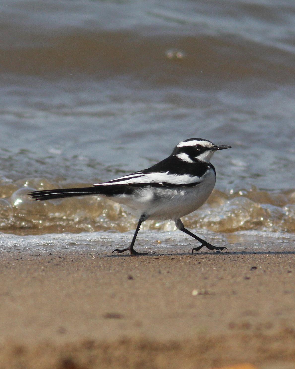 African Pied Wagtail Photo by Henk Baptist