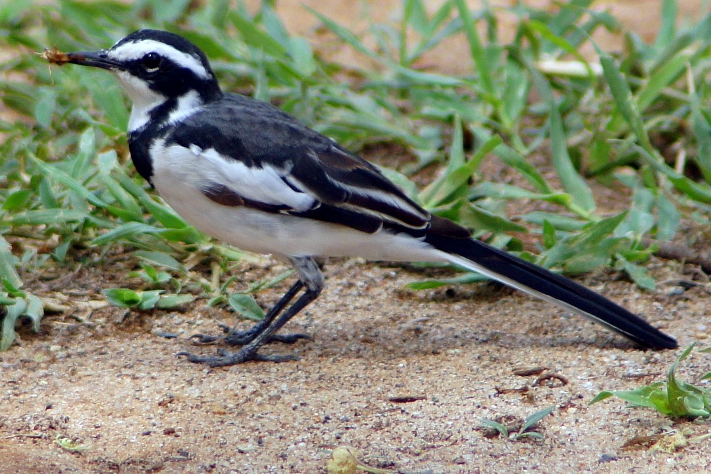 African Pied Wagtail Photo by Charlie  Lawrence 