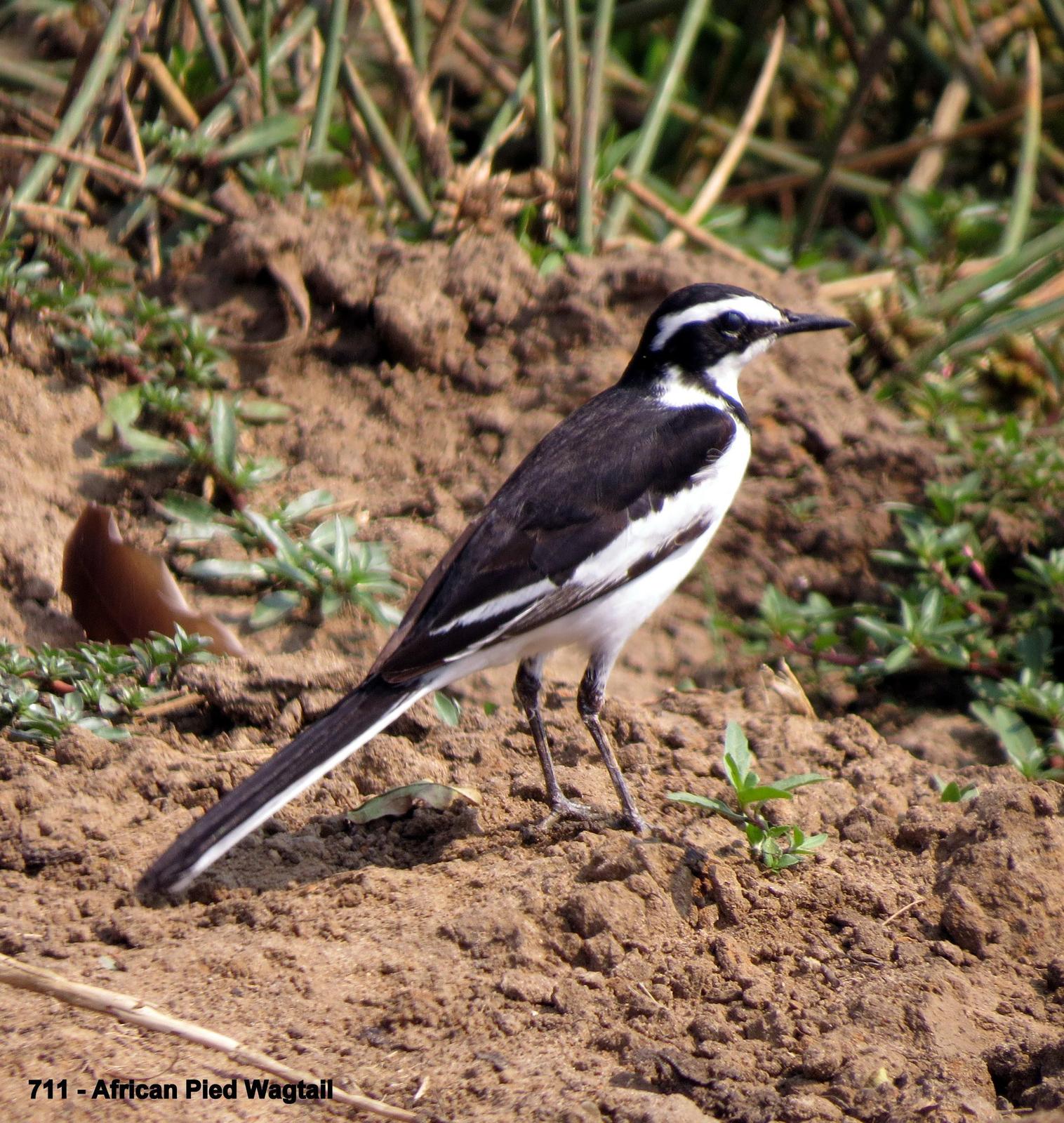 African Pied Wagtail Photo by Richard  Lowe