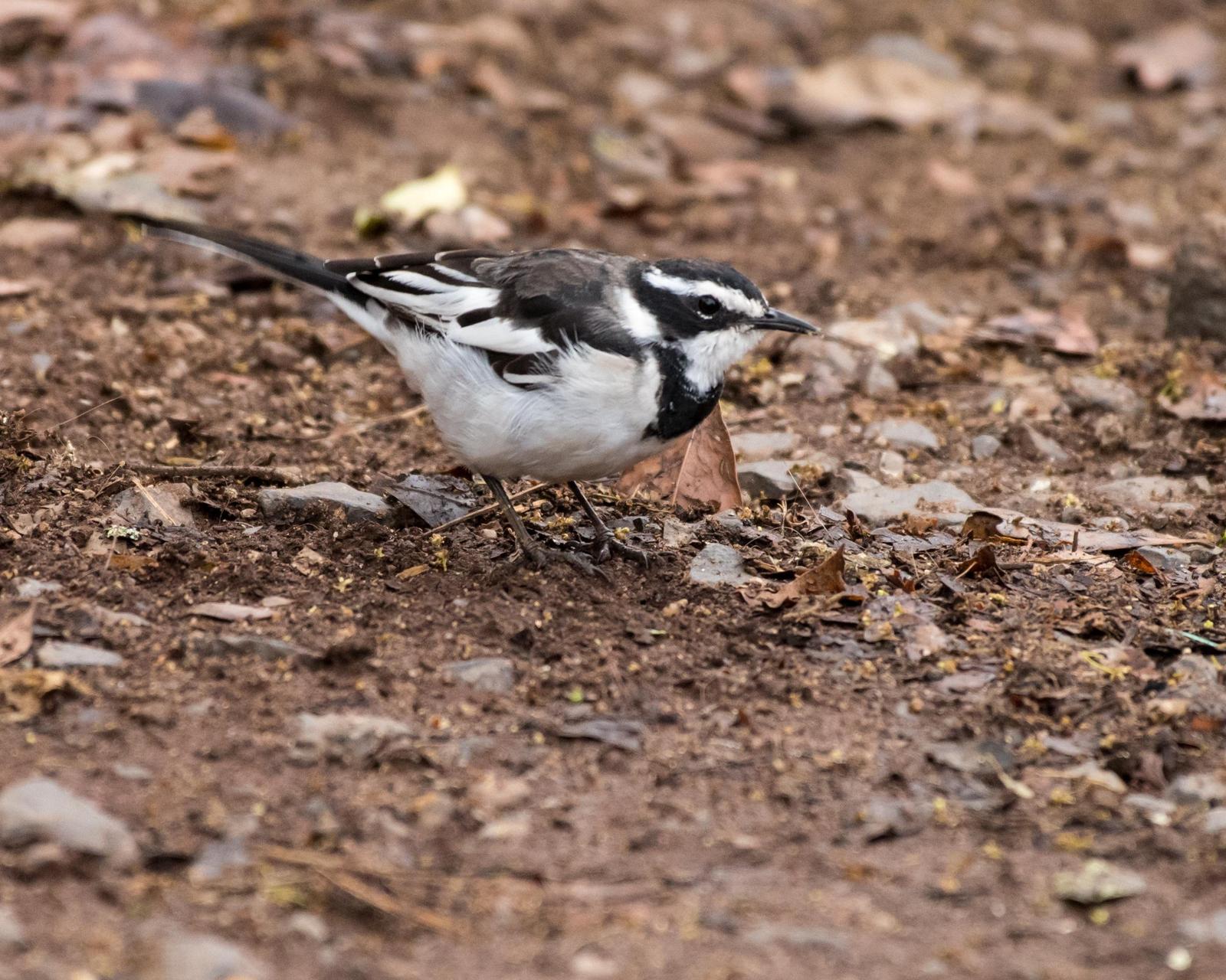 African Pied Wagtail Photo by Harold Davis