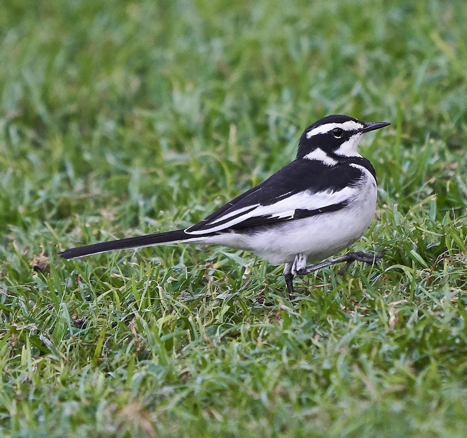 African Pied Wagtail Photo by Steven Cheong