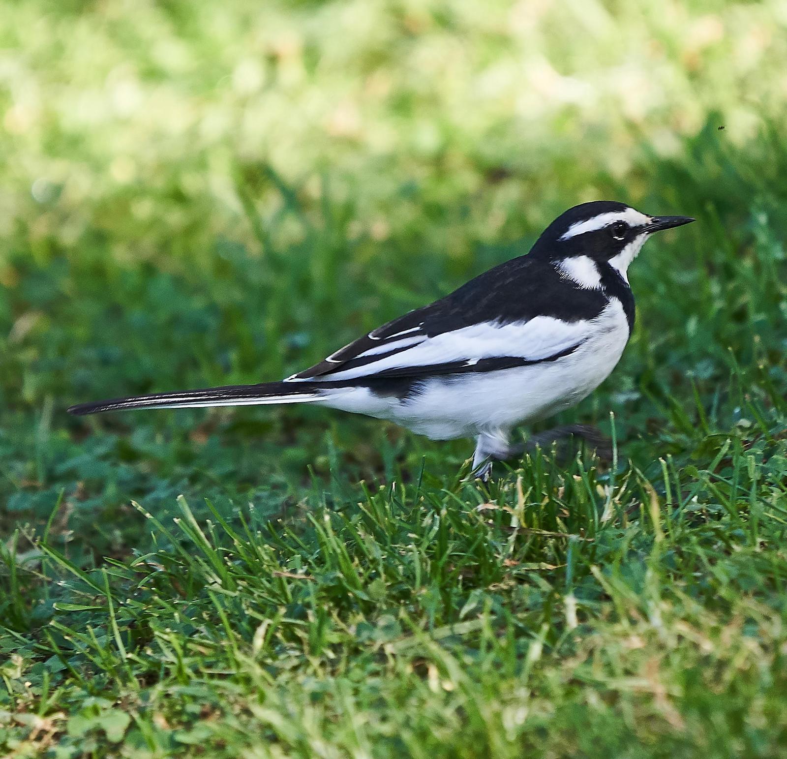 African Pied Wagtail Photo by Steven Cheong