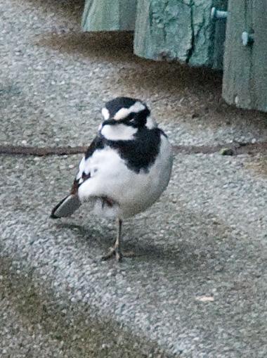 African Pied Wagtail Photo by Carol Foil