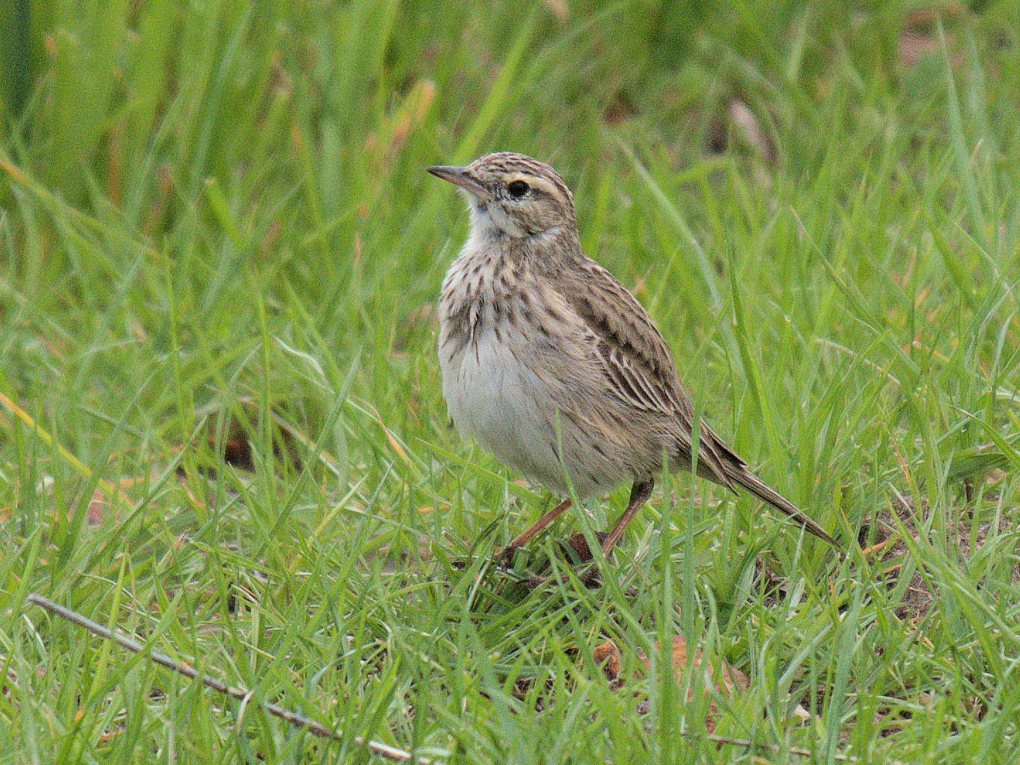 Australasian Pipit Photo by Peter Lowe