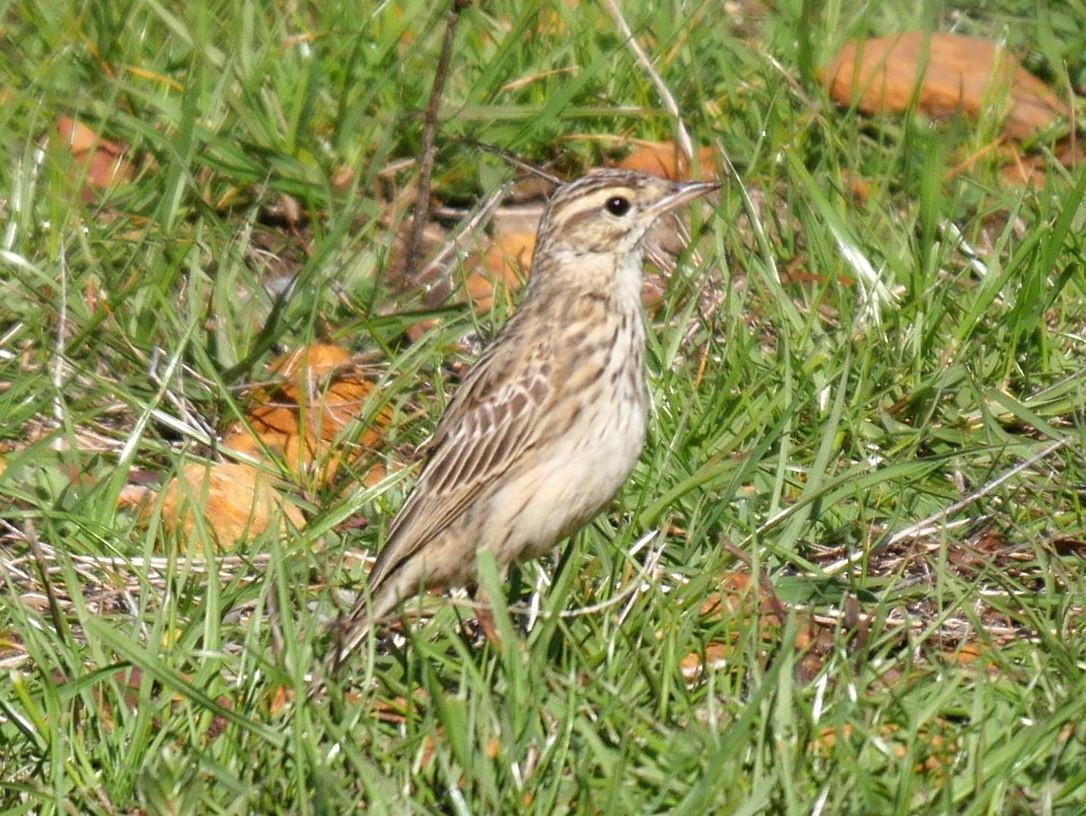 Australasian Pipit Photo by Peter Lowe