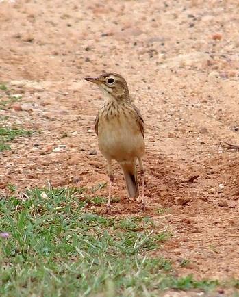 Paddyfield Pipit Photo by Sean Fitzgerald