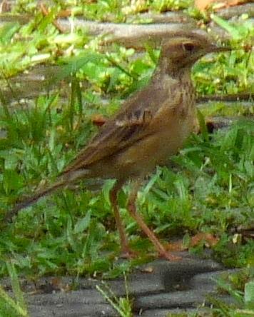 Paddyfield Pipit Photo by Peter Lowe