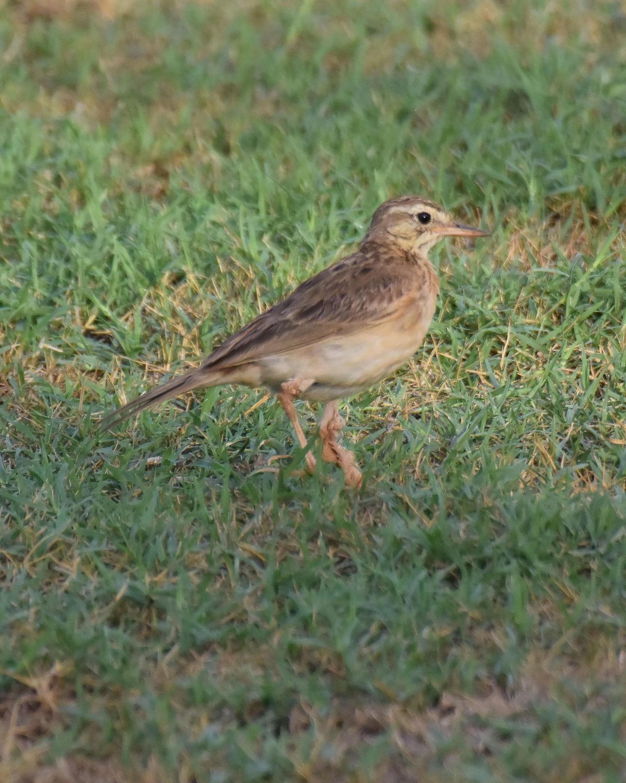 Paddyfield Pipit Photo by Steve Percival