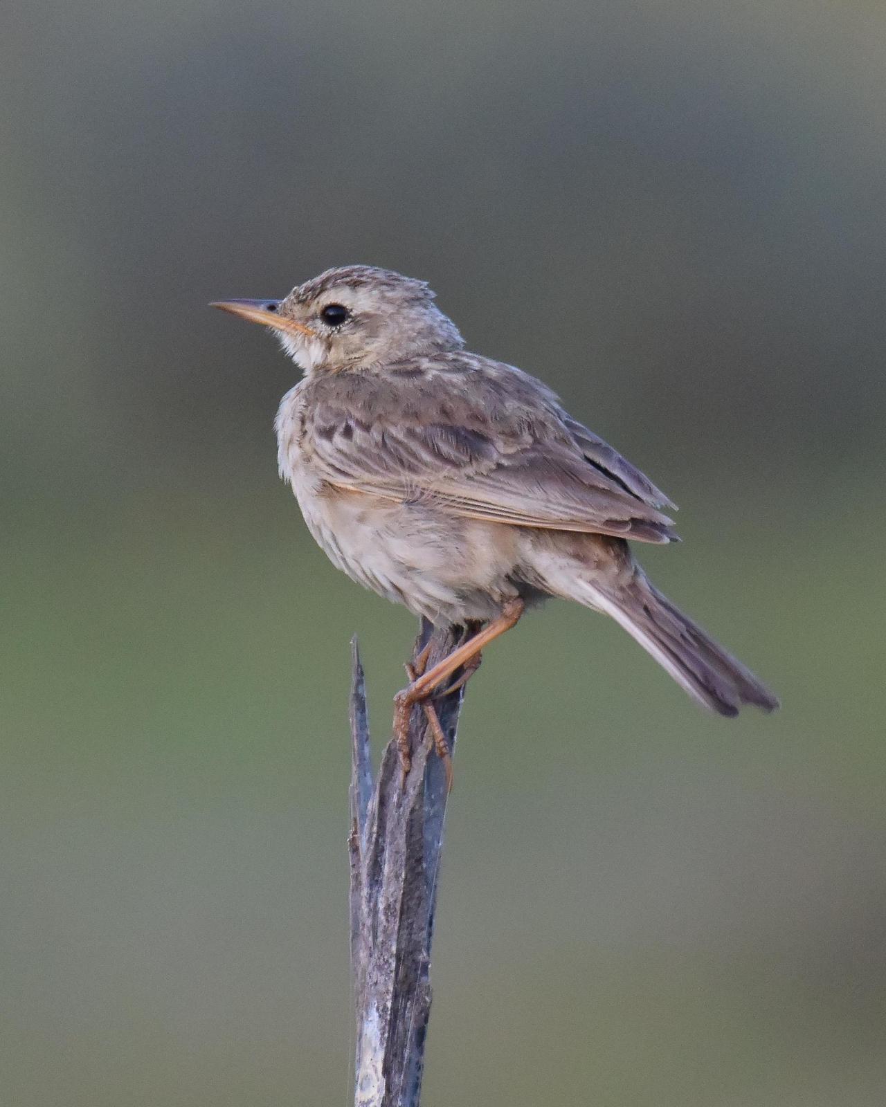 Paddyfield Pipit Photo by Steve Percival