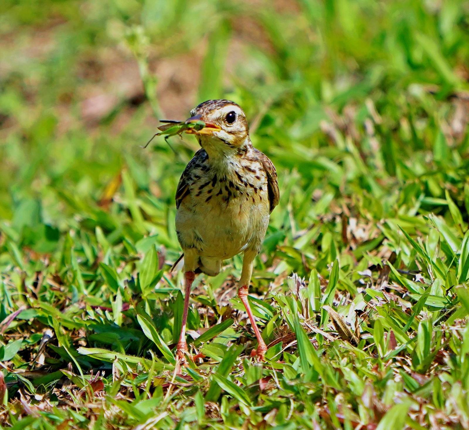 Paddyfield Pipit Photo by Steven Cheong