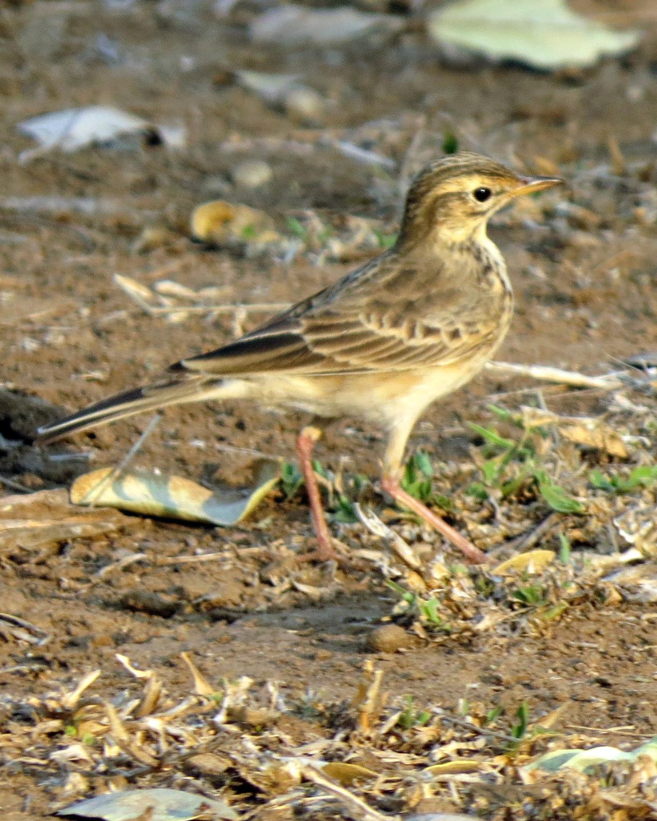 African Pipit Photo by Richard  Lowe