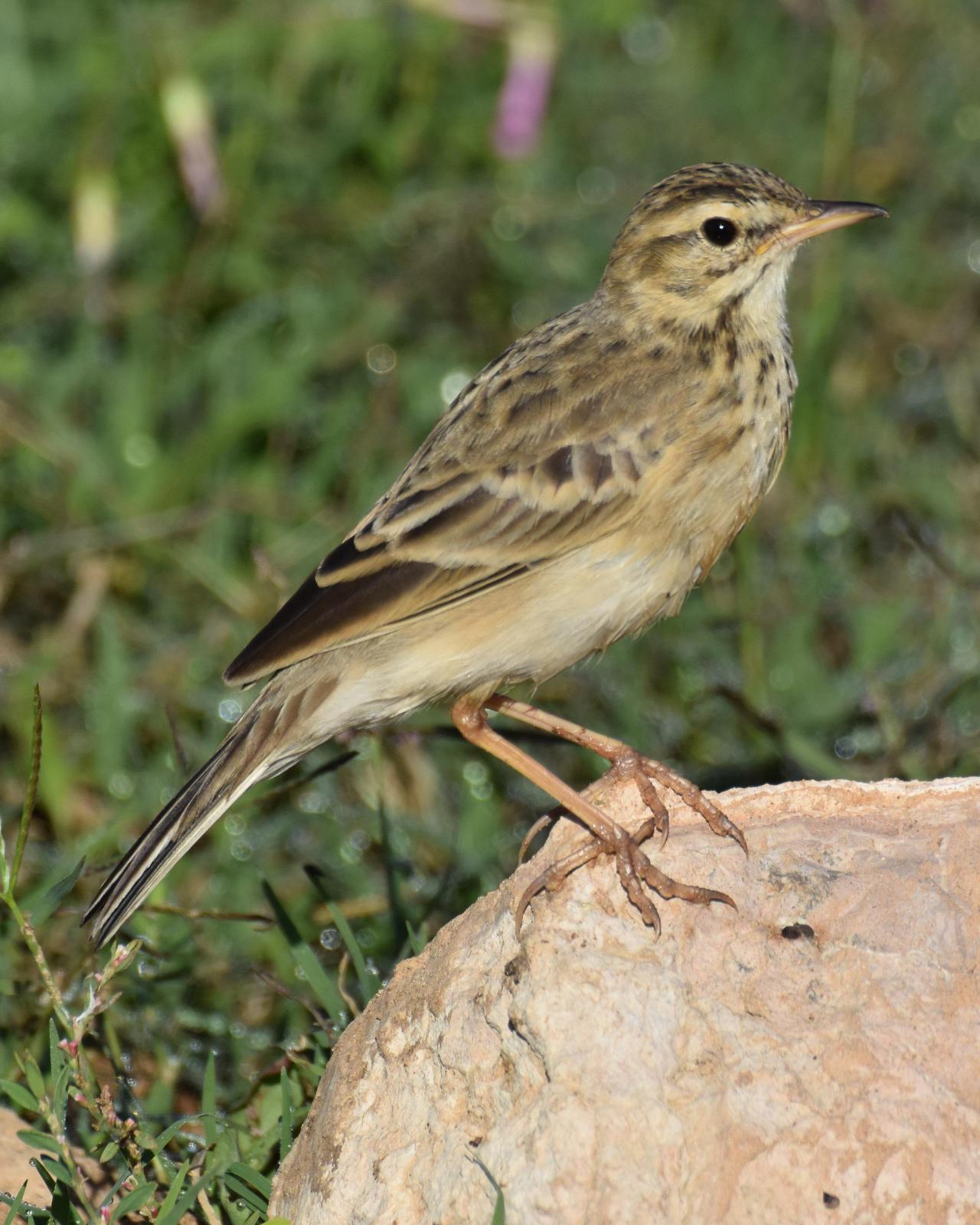 African Pipit Photo by Steve Percival