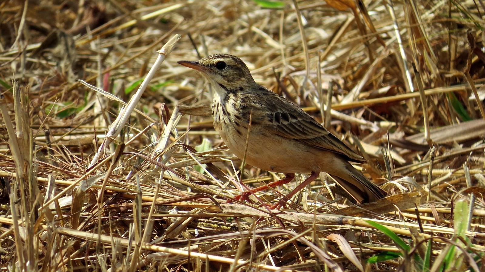 African Pipit Photo by Ken Pinnow