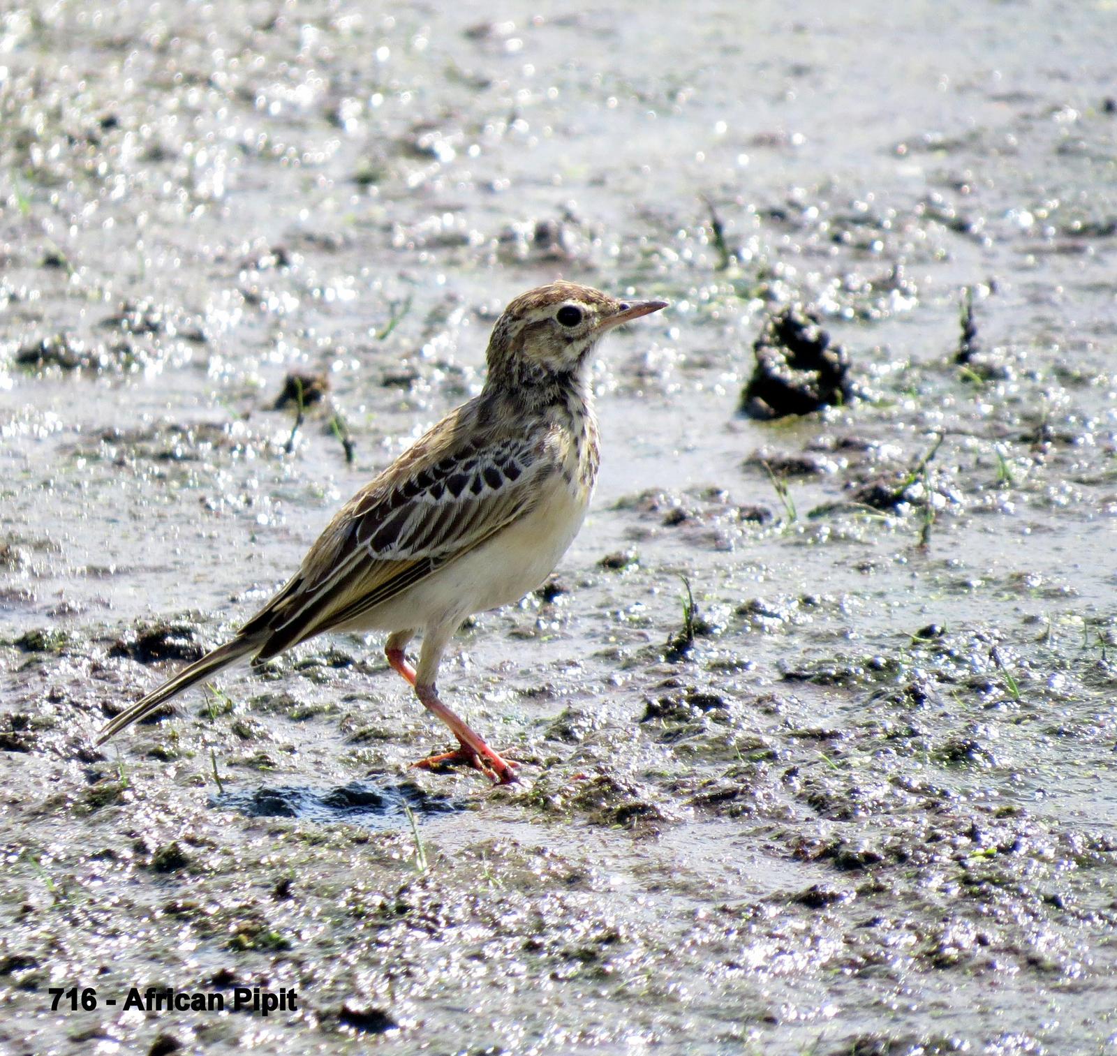 African Pipit Photo by Richard  Lowe