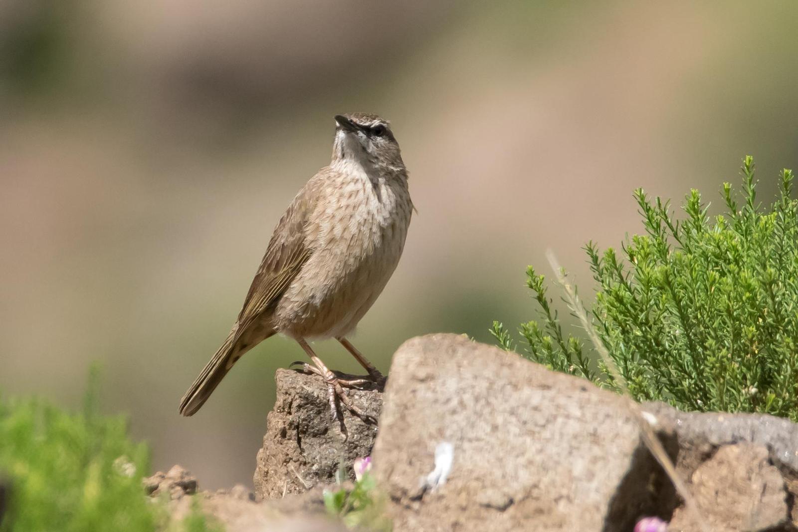 African Pipit Photo by Gerald Hoekstra