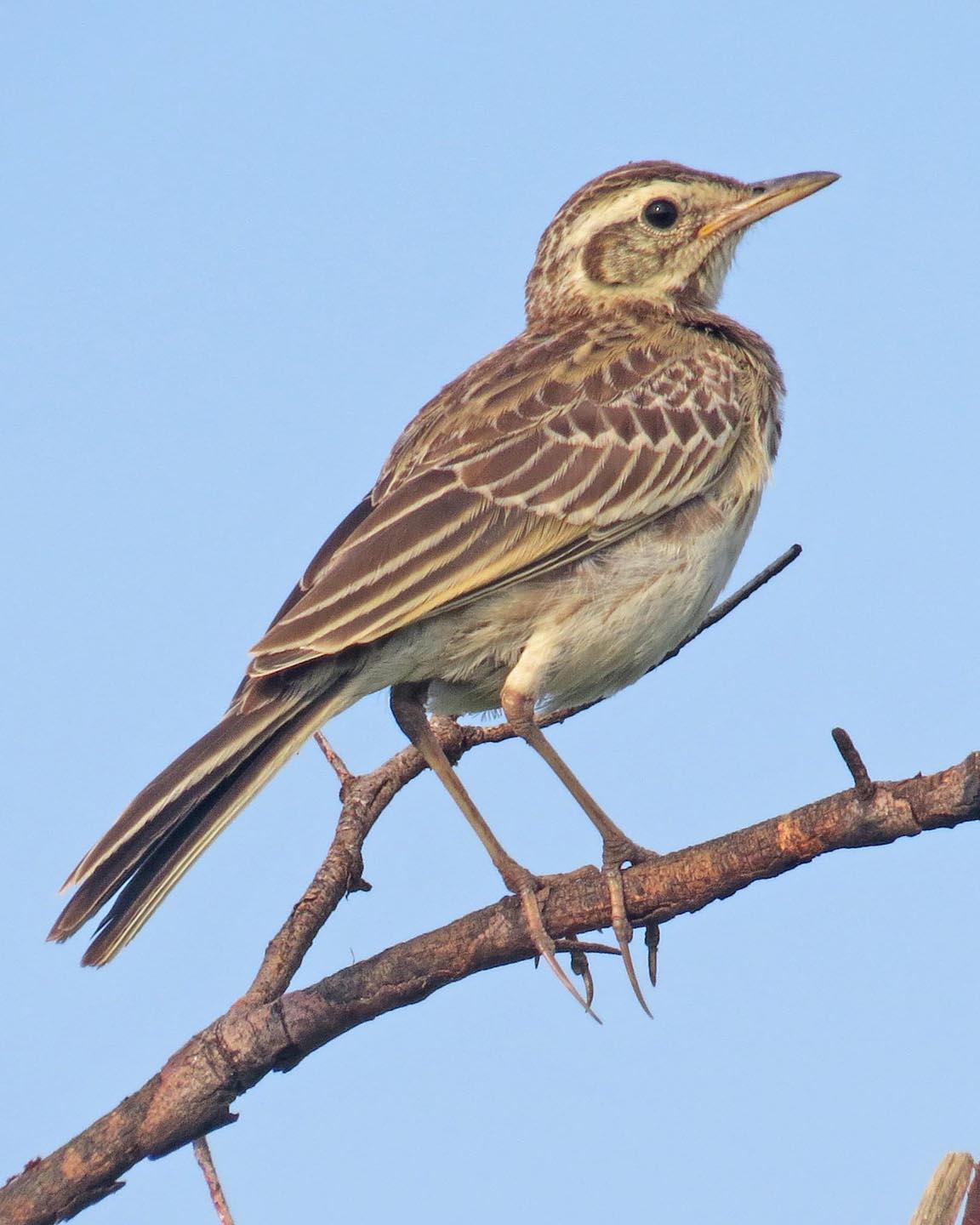 African Pipit Photo by Peter Boesman