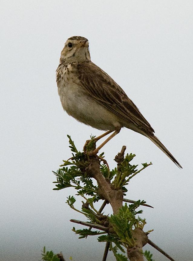 African Pipit Photo by Carol Foil