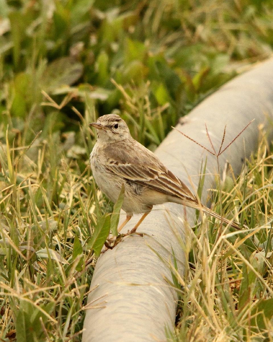 Tawny Pipit Photo by Chris Lansdell
