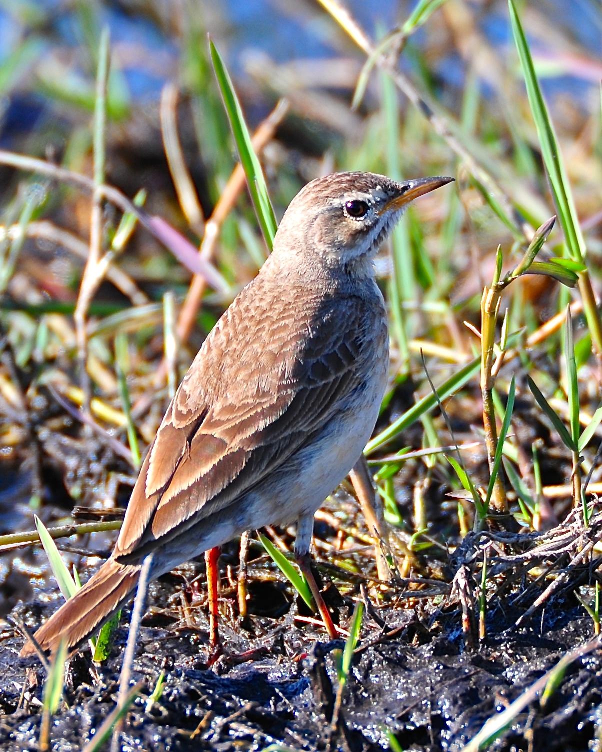 Plain-backed Pipit Photo by Gerald Friesen