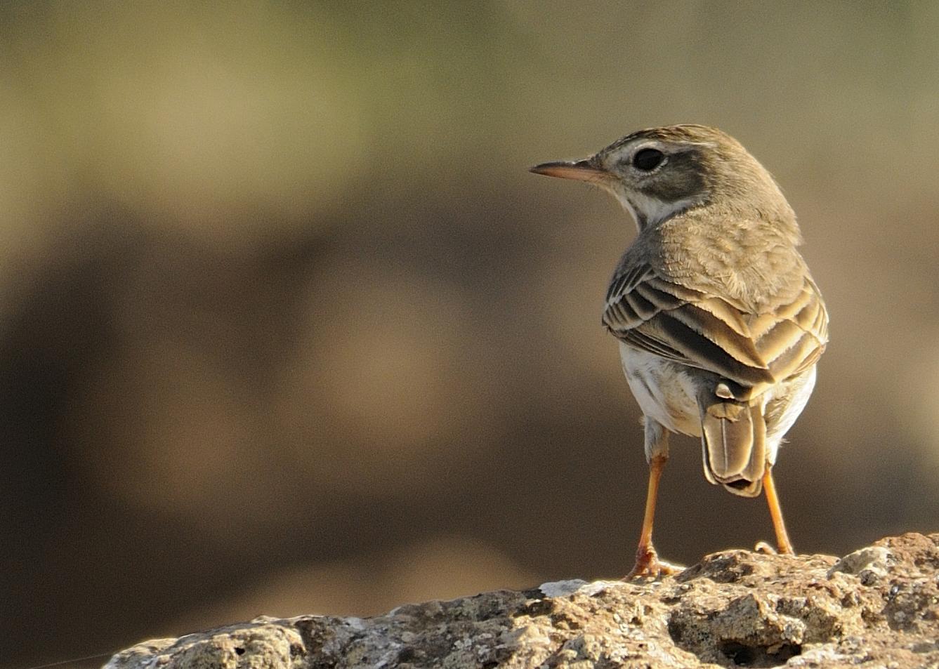 Berthelot's Pipit Photo by Andres Rios